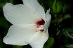 Swamp rosemallow